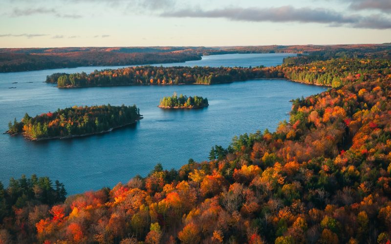 green and brown trees beside body of water during daytime